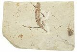Fossil Leaf - France #254323-1